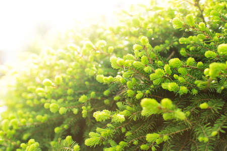 Abstract background of spring the young sprout of spruceの写真素材