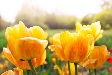 Background of spring the flowers yellow tulipの写真素材