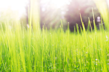 Abstract spring background of blurred green grass and sunbeamの写真素材