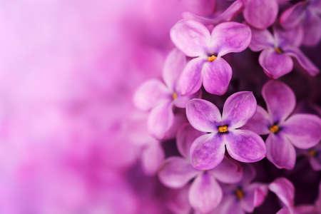 Spring purple lilac flowers. Nature marco background.の写真素材