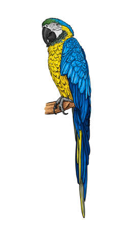 Hand-drawn blue-yellow parrot ara on a branch. Vector illustration.のイラスト素材
