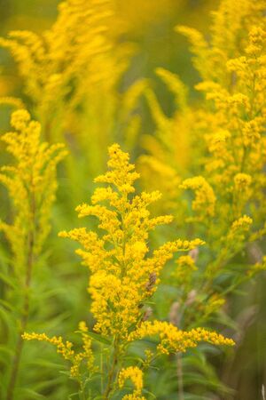Bright yellow beautiful wildflowers on the field. Picturesque summer illustrationの写真素材