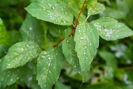Background from bright green leaves covered with a lot of raindrops