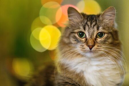 fluffy cat portrait yellow eyes. Multicolored christmas backgroundの写真素材