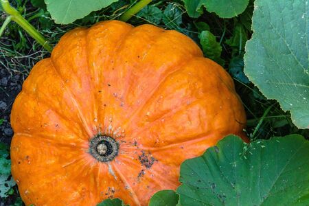 Large pumpkin growing on a bed in the leaves natureの写真素材