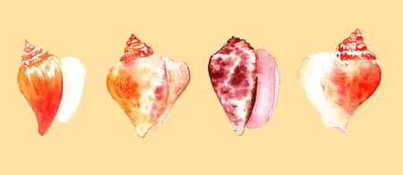 Watercolor sea shells. Hand paint starfish, scallop, shell, conch, mollusk. Summer holidays design...