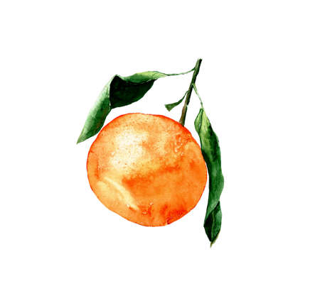 One tangerine with leaves isolated on a white background. Watercolor illustration of a bright orange whole Mandarin for a design templateの写真素材