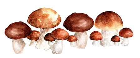 realistic mushroom illustration style. illustration of an image of a group of different mushrooms white leg brown cap edible in a row, isolated on a white background.の写真素材