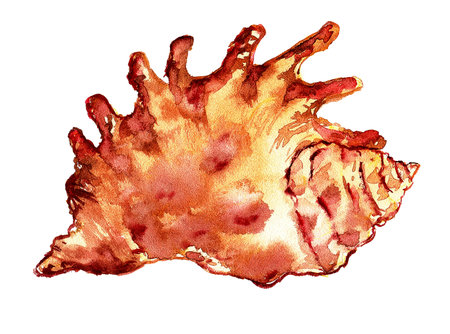 Watercolor shell, illustration.beautiful illustration painted Watercolor sea shell in bright summer...