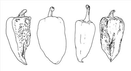 Hand drawn set of different types of peppers. Bulgarian isolated on white background. Sketch style vector capsicums. Detailed vegetarian food drawing.のイラスト素材