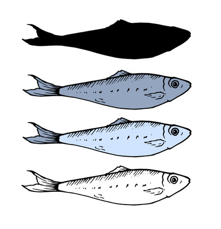 A set of small fish. sprat in different variation of the sketch, the color and silhouette. isolated fish sardine elements black lines in blue and gray painted by hand for your design on a white backgのイラスト素材