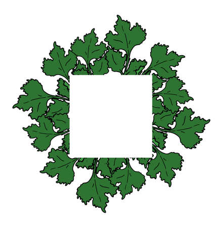 vector square frame made of green coriander leaves with an empty space inside for text on a white background. isolated template of hand-drawn fresh green cilantro sprig with black outline for packaging, label design template. Vintage design template. Hand drawn vector. Image template. Border ornament.のイラスト素材