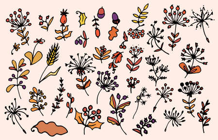 Vector set of forest elements of autumn. hand-drawn in doodle style set of berries and twigs with leaves seeds, bunch, rowan spikelet, acorn, purple red and orange colors for the design templateのイラスト素材