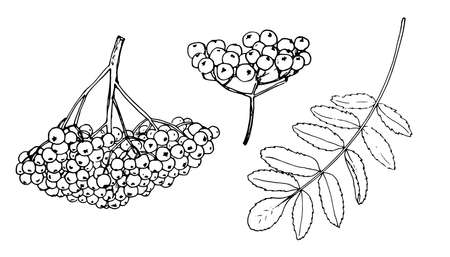A bunch of berries and a ROWAN leaf. a sketch-style set of round rowan berries and a leaf, isolated black outline on white for a design templateのイラスト素材