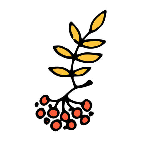 berries in a bunch of mountain ash in a flat style. hand-drawn ROWAN red berries with a yellow leaf in the doodle style, isolated on a white background for a label design template, packaging.のイラスト素材