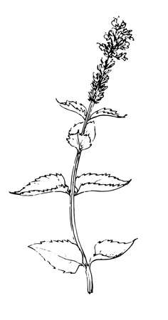 peppermint drawing. a sprig of mint blossoms drawn in a sketch style, isolated black outline on white for a design template. Hand drawn. Fresh mint leaf. Mint leaves isolated. Beautiful sketch blooming mint, great design for any purposes.のイラスト素材