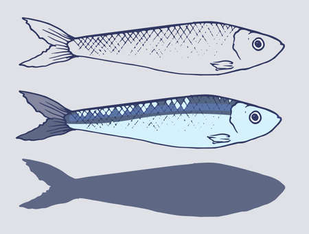 Vector Sprat set. a painted small sprat fish in different variations of the sketch, colors and silhouettes. isolated sardine fish elements lines of blue and gray colors, hand-drawn for your design on whiteのイラスト素材