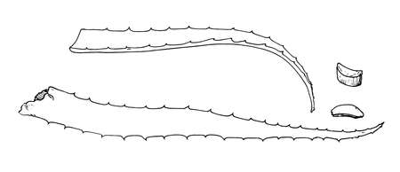 Vector a set of scarlet leaf. a collection of leaves and pieces of scarlet painted in the style of a sketch with a black outline on white for a natural design template cosmetics, skin care.のイラスト素材