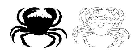 sketch silhouette of a crab. drawing of a marine animal, a whole crab in black outline and silhouette, top view, on white for a vintage seafood logo design template.Vector Underwater lifeのイラスト素材