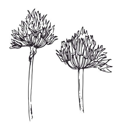 onion flowers drawing. a set of onion plant flowers in sketch style, isolated black outline on white for a design template. Vintage set for decoration designのイラスト素材