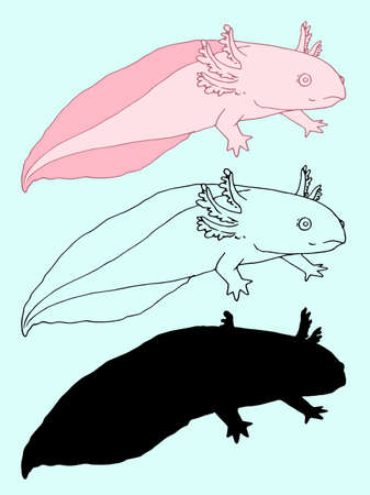 Vector axolotl pink sea cartoon. a black outline and silhouette drawn in sketch style is an isolated element of a marine aquarium reptile with a tailのイラスト素材