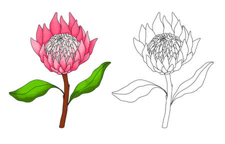 illustration of a pink tropical flower protein. a set of a protein isolated black counter and a flower on a brown stem and two leaves with pink petals on white drawn in a sketch style for an invitation and label design template. Line art set on pink background. Spring wedding invitation. floral branch. Beautifulのイラスト素材