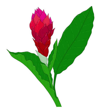Hawaiian ginger plant, red flower with green leaves. painted in sketch style bright tropical ginger flower burgundy pink petals, black contour isolated on whiteのイラスト素材