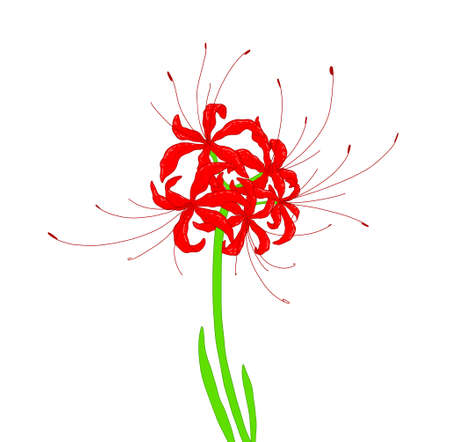 red flower Lycoris (plant), illustration of red Hurricane lilies, bright color with green leaves and long stamens. spider lily from asiaのイラスト素材