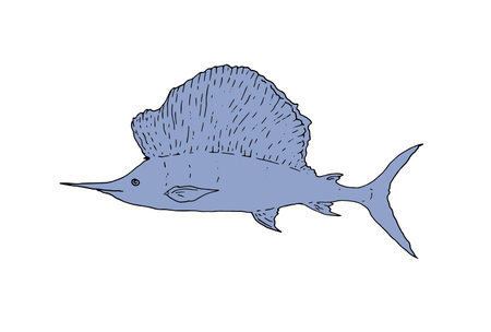 sea fish sailboat Istiophorus platypterus black outline with blue color in sketch style, with gray pattern for label design template Vector isolated elementsのイラスト素材