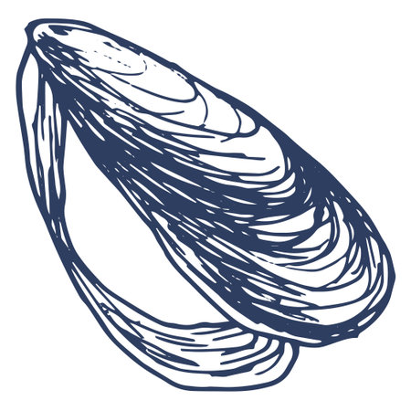 open mussels with a gray-blue shell of lines. seafood opens with a hand-drawn mussel in the style of a sketch on white for a design template, packaging, menuのイラスト素材