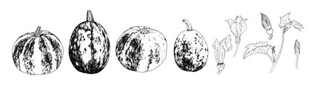 Vector a set of sketches of a pumpkin plant. pumpkin branch is a plant with a flower and a bud, and a leaf drawn in the sketch style variants of different pumpkins with a pattern of stripes and spots, an isolated black outline on white. autumn harvest of a whole pumpkin side view in realistic styleのイラスト素材