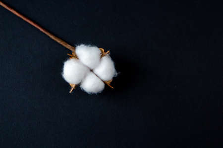 Fluffy cotton on a black background. Flat lay, top view.の写真素材
