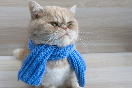 beautiful redhead cat exotic breed in a scarfの写真素材