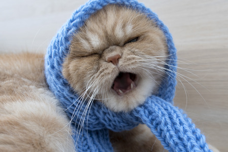 Beautiful redhead cat exotic breed in a scarfの写真素材