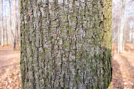 tree trunk and bark
