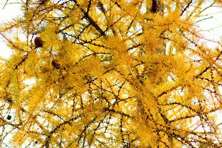 yellow larch in autumnの写真素材