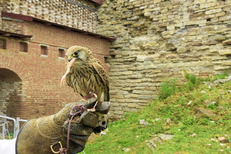 A beautiful bird of prey, the falcon eats a chicken paw.の写真素材