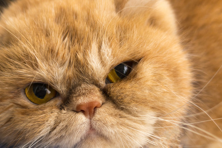 beautiful muzzle of a red fluffy charming exotic breed cat close-upの写真素材