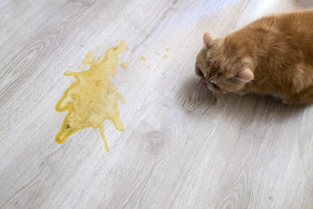 Yellow vomit on a light wooden floor and a catの写真素材