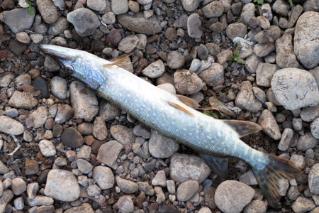 A large fresh freshly caught pike lies on a stony shore