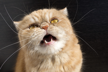 Beautiful red cat exotic breed, muzzle close-upの写真素材