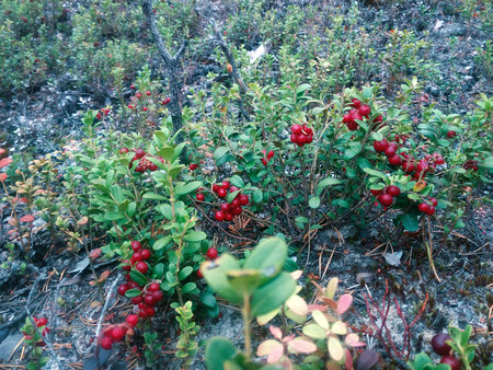 Red beautiful berries in a swamp