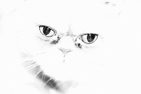 Abstract image of the silhouette and outlines of the muzzle of a cat, black and white, closeup.の写真素材