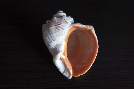 Beautiful seashell close-up on a dark backgroundの写真素材