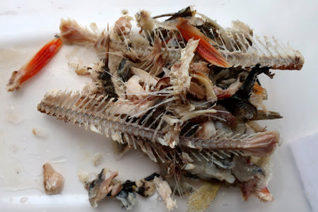 Gnawed fish bones and fins close-up.