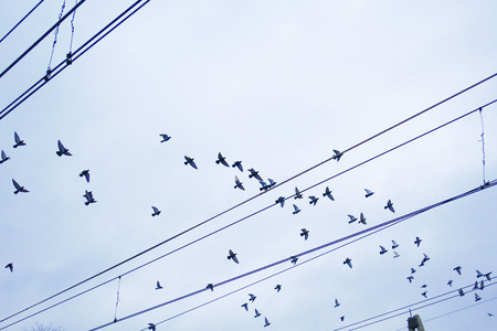 Birds are flying near the wires against the blue skyの写真素材