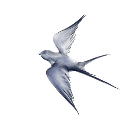 Swallow bird flying isolated on white background art hand drawn watercolor illustration.Object for greeting card,post card,wallpaper, textile templateの写真素材