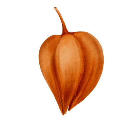 Physalis orange bud as nature autumn decorative plant element for pumpkin harvest festival and Thanksgiving day,Halloween.Watercolor illustration isolated on transparent backgroundの写真素材