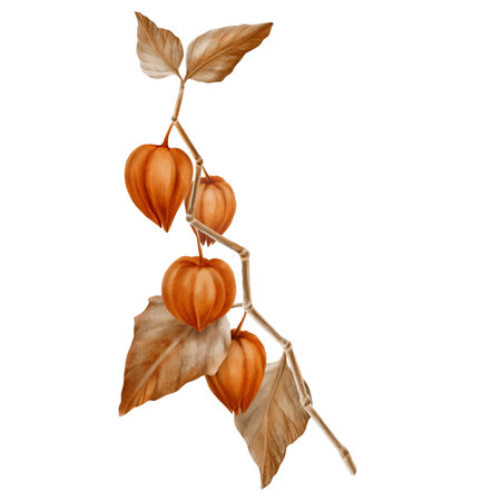 Physalis orange branch with leaves and buds in the fall colors.Decorative plant element for pumpkin harvest festival and Thanksgiving day,Halloween.Watercolor clipart on transparent backgroundの写真素材