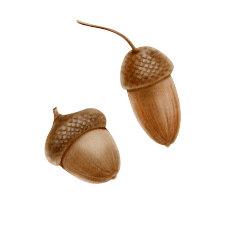 Acorns set as a symbol of autumn,Halloween,Thanksgiving.Botanical watercolor illustration in realistic style on transparent background.Hand painted seasonal clipart for autumn holidays,pumpkin festの写真素材